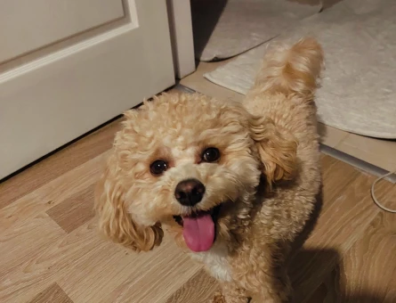 Maltipoo Dişi Eş arıyorum - 118975045