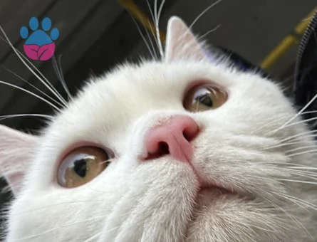 British longhair 1 Yaşında Eş Arıyor