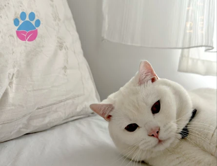 British longhair 1 Yaşında Eş Arıyor