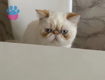 Exotic Shorthair Kızımıza ilk Eş Arıyorum