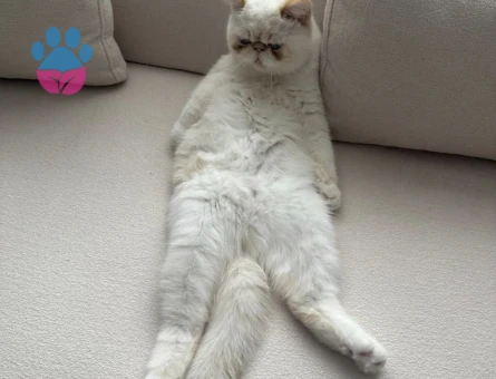 Exotic Shorthair Kızımıza ilk Eş Arıyorum