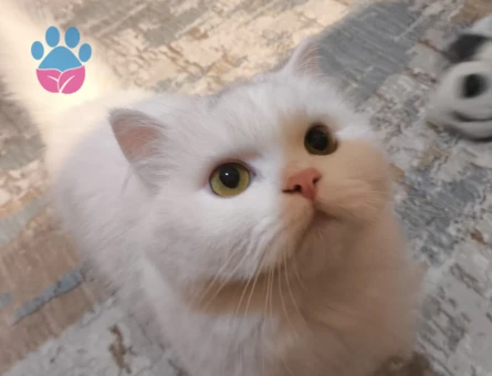 2 Yaşında Chinchilla Kızımıza eş ariyoruz