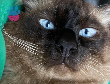 Siyam 7 Yaşında Kedime Dişi eş arıyoruz