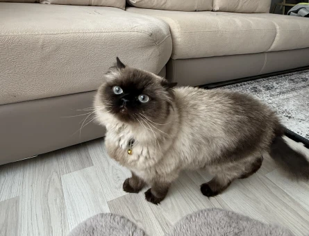 Himalayan 1 Yaşında Kedim Eş Arıyor - 118975062