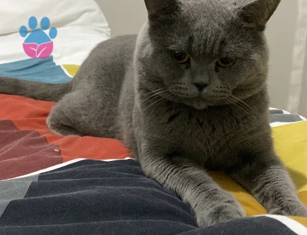 Oğluma dişi aşılı eş arıyorum