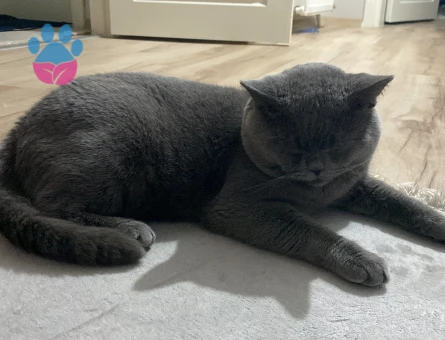 Oğluma dişi aşılı eş arıyorum