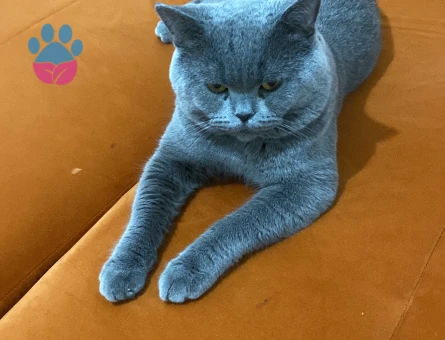 Oğluma dişi aşılı eş arıyorum