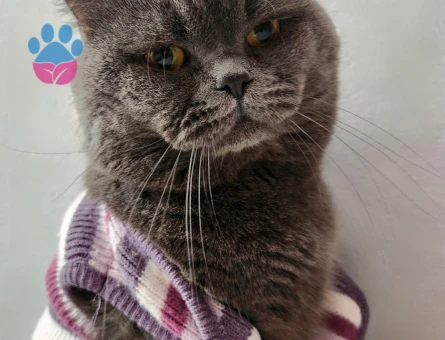 Erkek kedime eş arıyorum