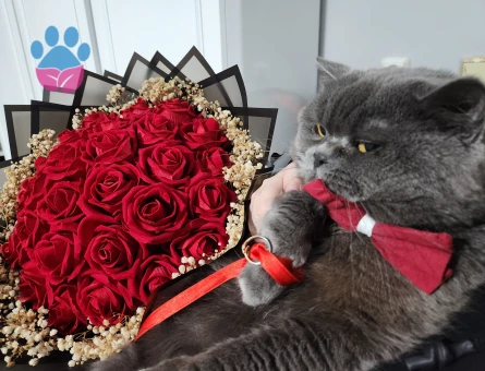 Erkek kedime eş arıyorum