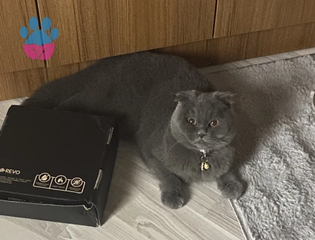 Scottish Fold 1 Yaşında DİŞİ