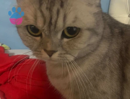 British Shorthair Kızıma Eş Arıyorum