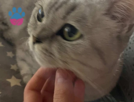 British Shorthair Kızıma Eş Arıyorum