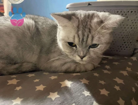 British Shorthair Kızıma Eş Arıyorum