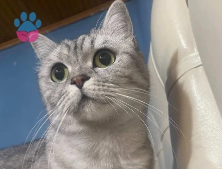 British Shorthair Kızıma Eş Arıyorum
