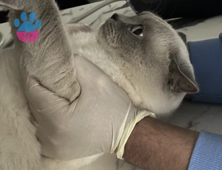 Yakışıklı oğlumuza eş arıyoruz