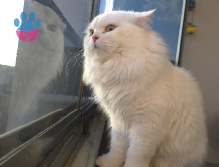 Oglumuza eş ariyoruz