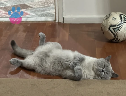 1.5 YAŞINDA british shorthair blue point