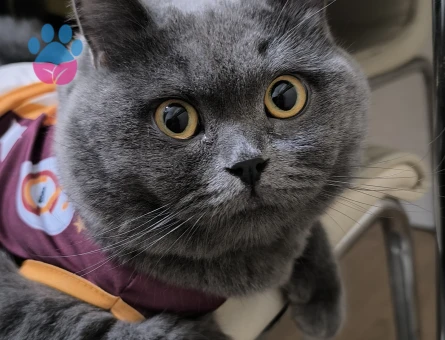 British Shorthair Kedim İçin Eş Arıyorum