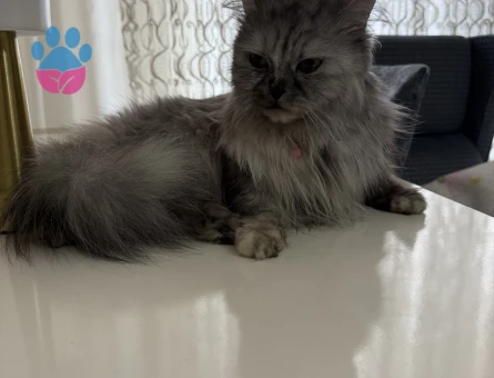 Dişi kedime eş arıyoruz