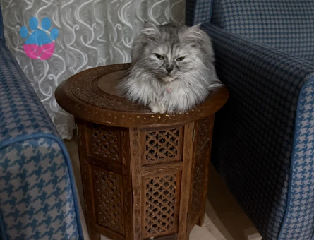 Dişi kedime eş arıyoruz