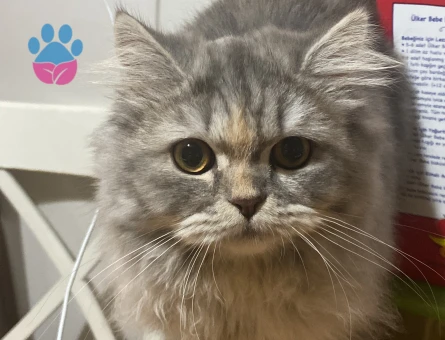 Güzel kızıma eş arıyoruz