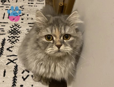 Güzel kızıma eş arıyoruz