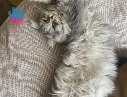 Güzel kızıma eş arıyoruz