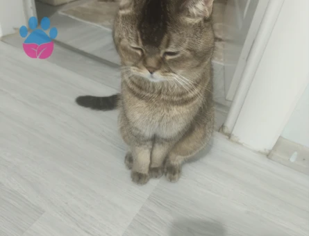 Bristish Erkek Kedime eş arıyorum