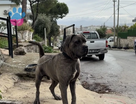 Cane Corso Dişi Arıyoruz