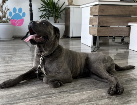 Cane Corso Dişi Arıyoruz