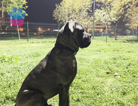 Cane Corso Dişi Arıyoruz