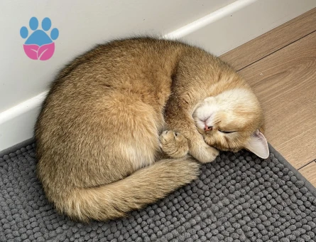 Brıtısh shorthair dişi kedime eş arıyorum