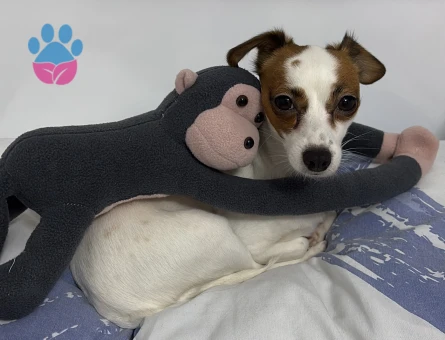 jack russel 3 Yaşında Eş Arıyor