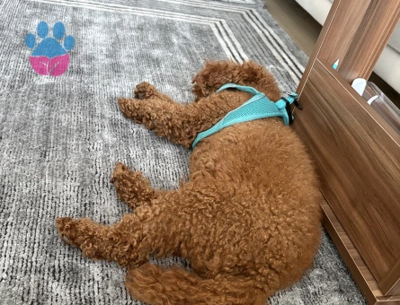 Toy Poddle Eş İlanı