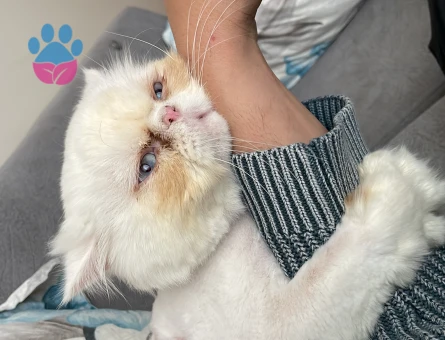 Erkek İran Kedimiz Kurti Bey Dişisini Arıyor