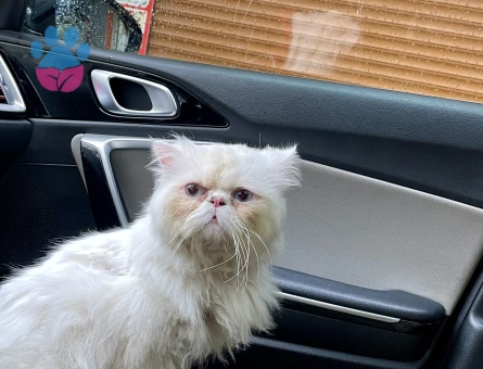 Erkek İran Kedimiz Kurti Bey Dişisini Arıyor