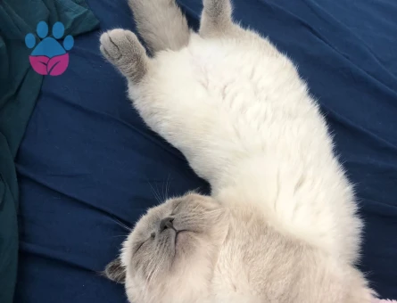 Scottish Fold 1 Yaşında Eş Arıyor