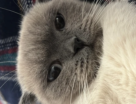 Scottish Fold 1 Yaşında Eş Arıyor - 118964308