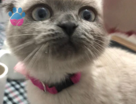 Scottish Fold 1 Yaşında Eş Arıyor