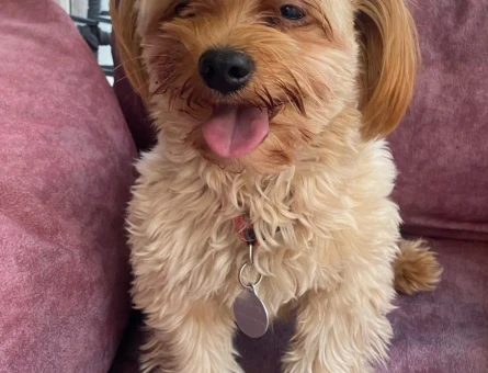 Maltipoo Oğlum Teddye Eş Arıyorum - 118964309