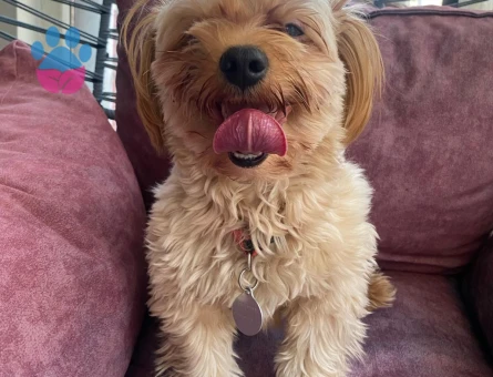 Maltipoo Oğlum Teddye Eş Arıyorum