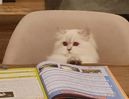 British Shorthair 1 Yaşındaki Pıtırcık Kızımıza Eş Arıyoruz - 118964310