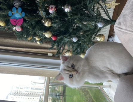 British Shorthair 1 Yaşındaki Pıtırcık Kızımıza Eş Arıyoruz