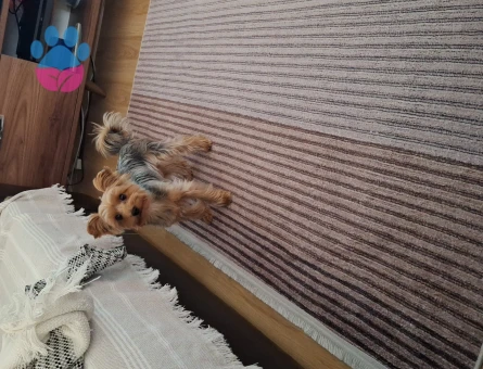 Yorkshire Terrier 2 Yaşında Oğlum Kızgınlıkta