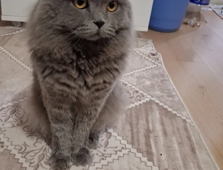 Yozgat sarıkaya - 118975830