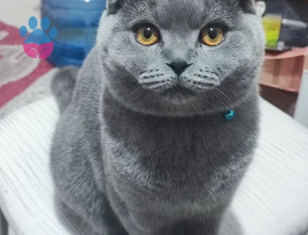 Oğluma Eş arıyorum