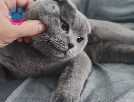 Oğluma Eş arıyorum