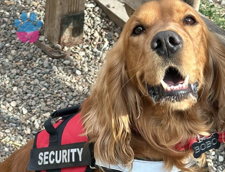 Cooker Golden Retriever