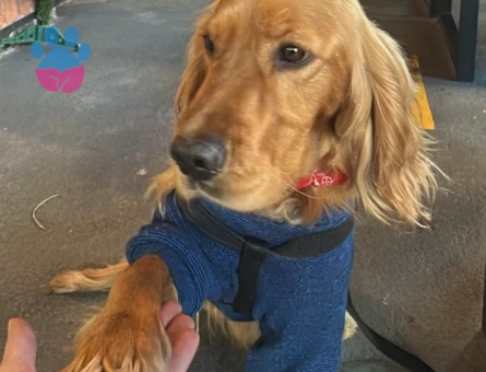 Cooker Golden Retriever