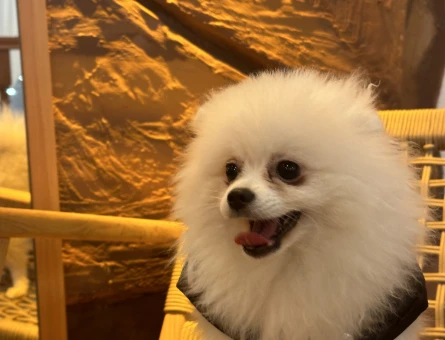 DİŞİ KÖPEGİME EŞ ARIYORUM - 118975839